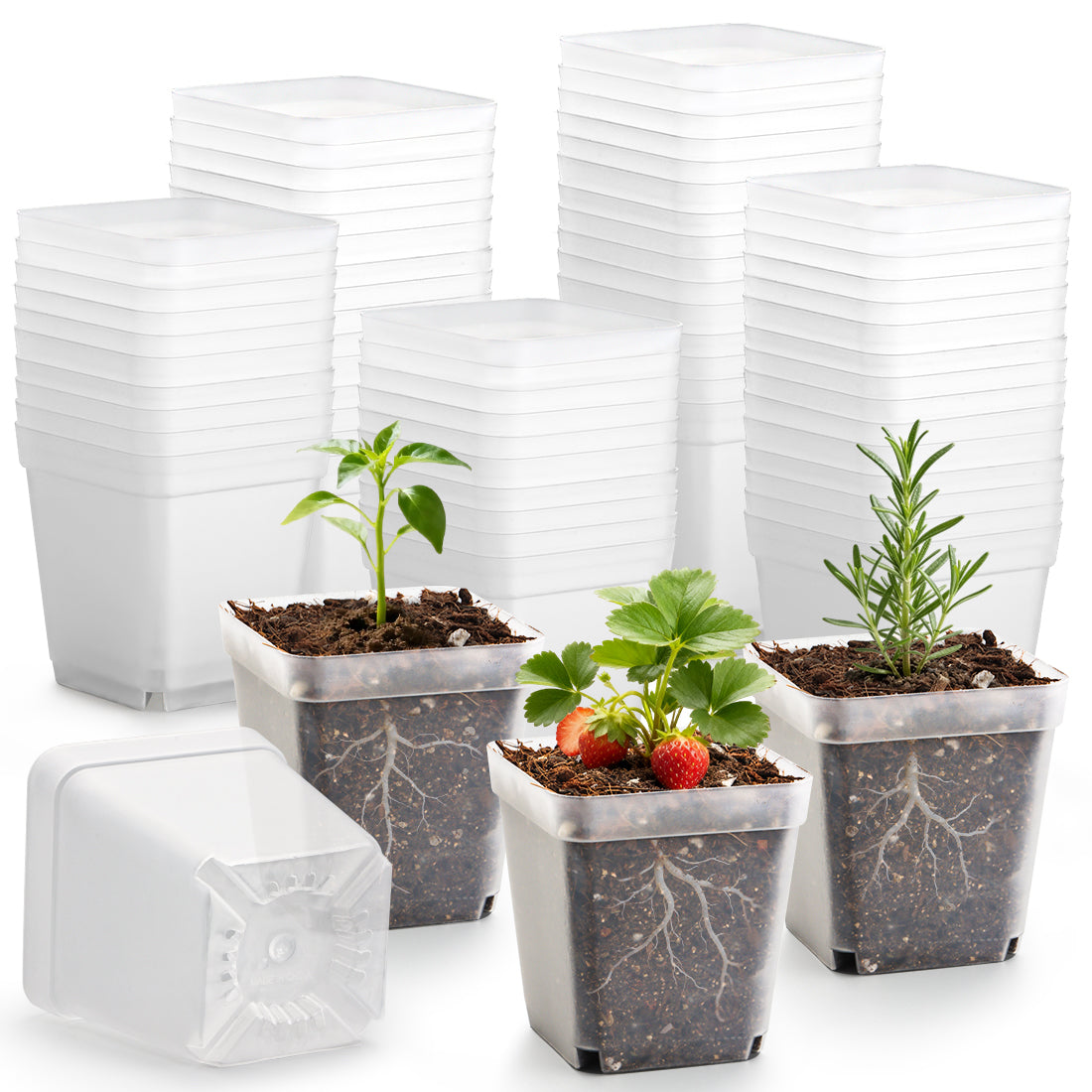 RooTrimmer™ 2.7" Clear Square Nursery Pots (120-Pack)
