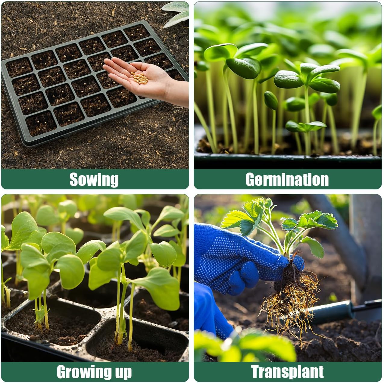 24XL Cell Seed Starter Tray with Dome, 5-Pack 2" Plug Seedling Trays (Total 120 Cells), Plant Germination Tray with Humidity Vented Lid and Base, Mini Propagator Plant Greenhouse for Seed Growing