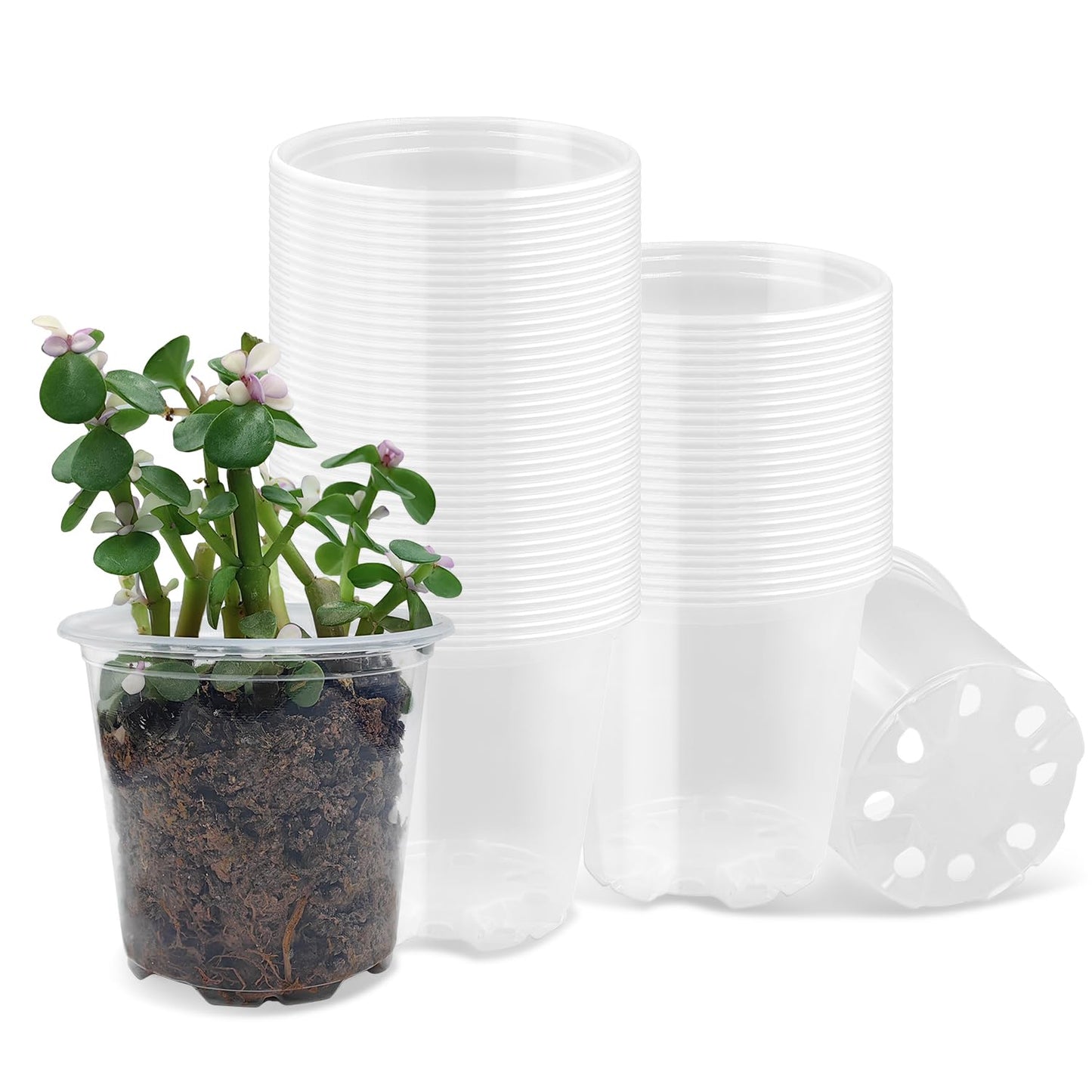 3.5" Clear Seeding Pots 100-Pack Round for Seeds Starter Pots, Seeds Germination Transparent Nursery Pots with Drainage Holes (100PCS)