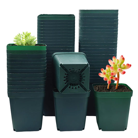Square Nursery Succulent Pots 4 Inches 60 Pcs Deep Flower Plant Nursery Seedling Grow Pots Plastic with Drainage (Green, 4Inches, 60Pcs)