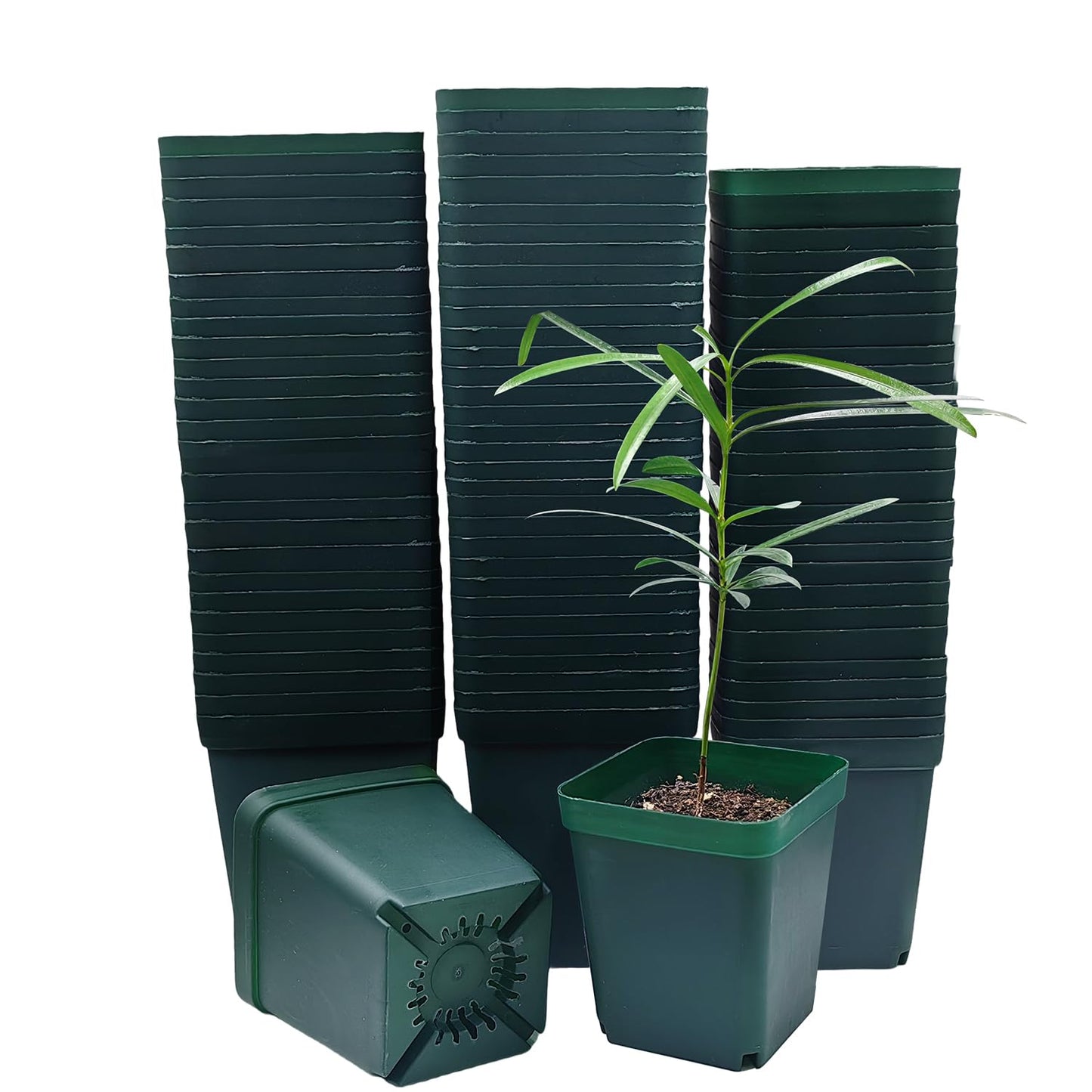Square Seedling Nursery Pots 3.15 Inches 100 Pcs for Small Succulents or Cacti Flower Plastic Pots Sturdy Reusable (Green, 3.14Inches,100Pcs)