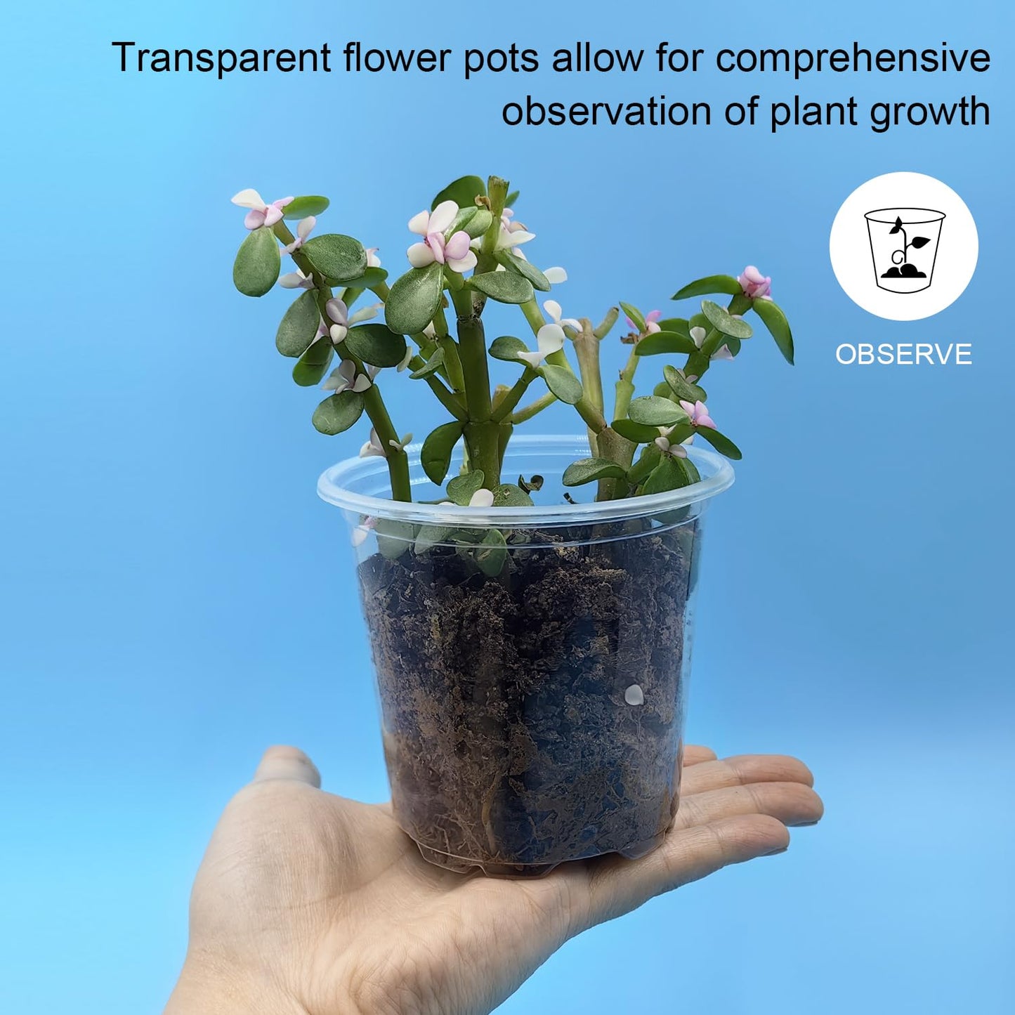 3.5" Clear Seeding Pots 100-Pack Round for Seeds Starter Pots, Seeds Germination Transparent Nursery Pots with Drainage Holes (100PCS)