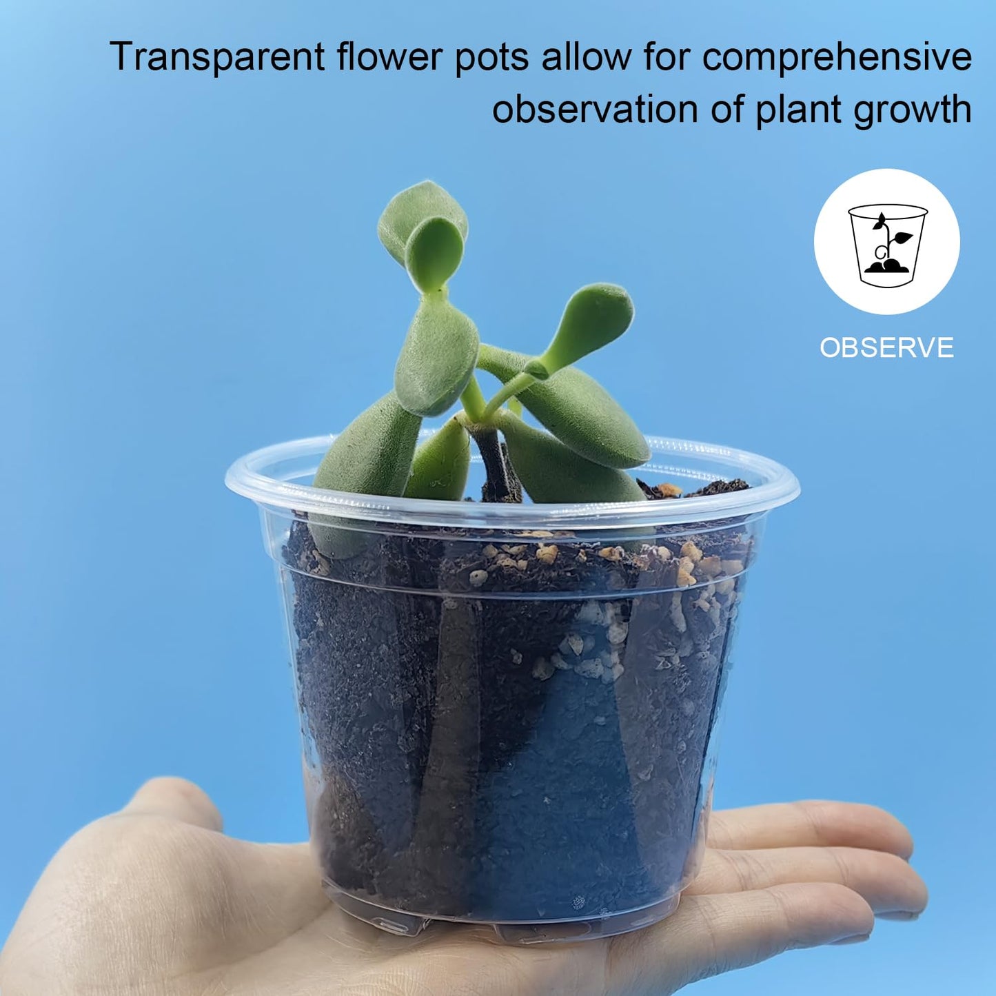Clear Seedling pots 100-Pack 3.2 Inches Round for Seeds Starter Pots, Seeds Germination Transparent Clean Pots with Drainage Holes(100 Pcs, 3.14Inch)