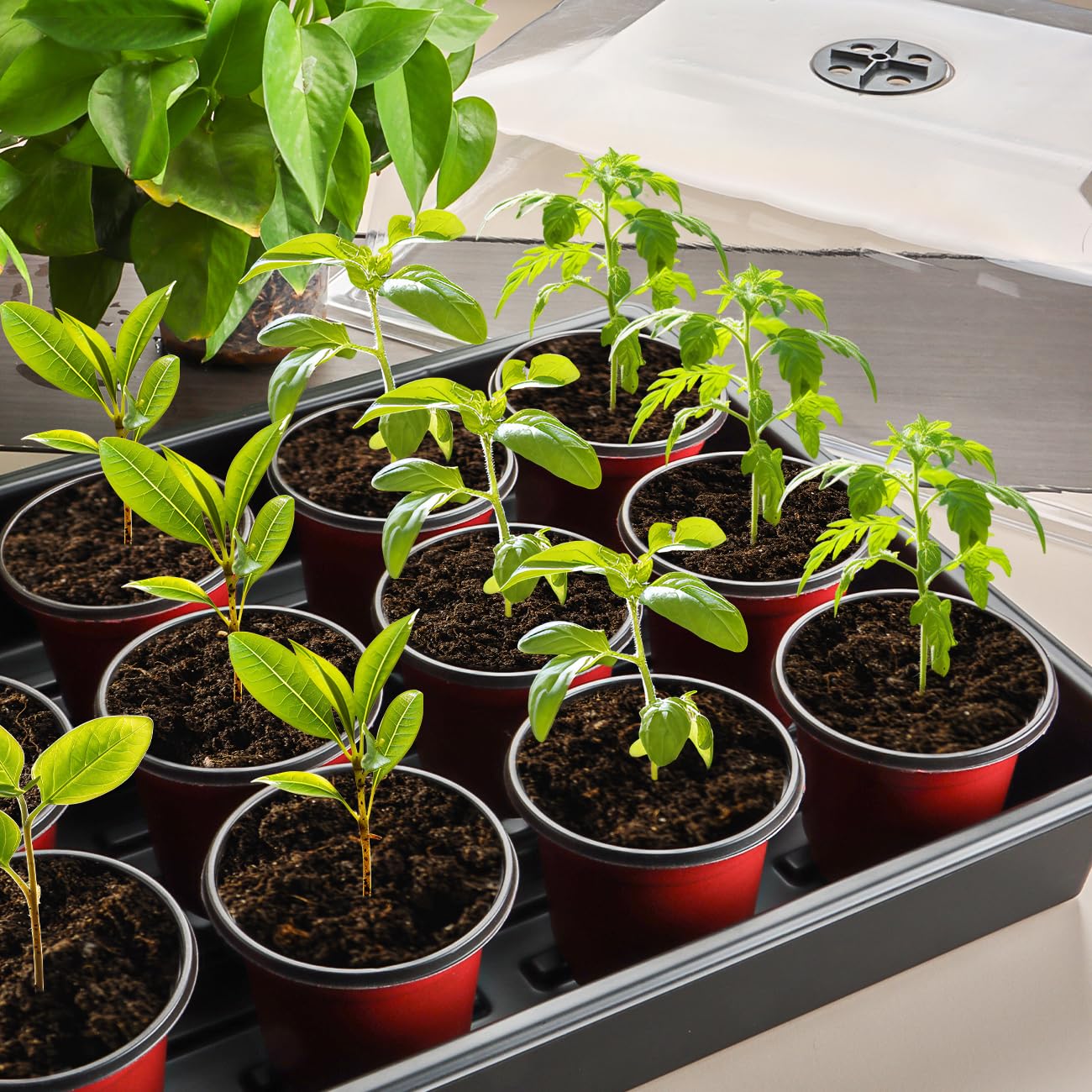 Leak-Proof Seed Starter Trays with 4" Humidity Dome & Drip Tray - 5-Pack Heavy-Duty Plastic Propagation Kit for Herbs, Microgreens, Indoor Gardening, Durable Reusable Plant Growing Trays
